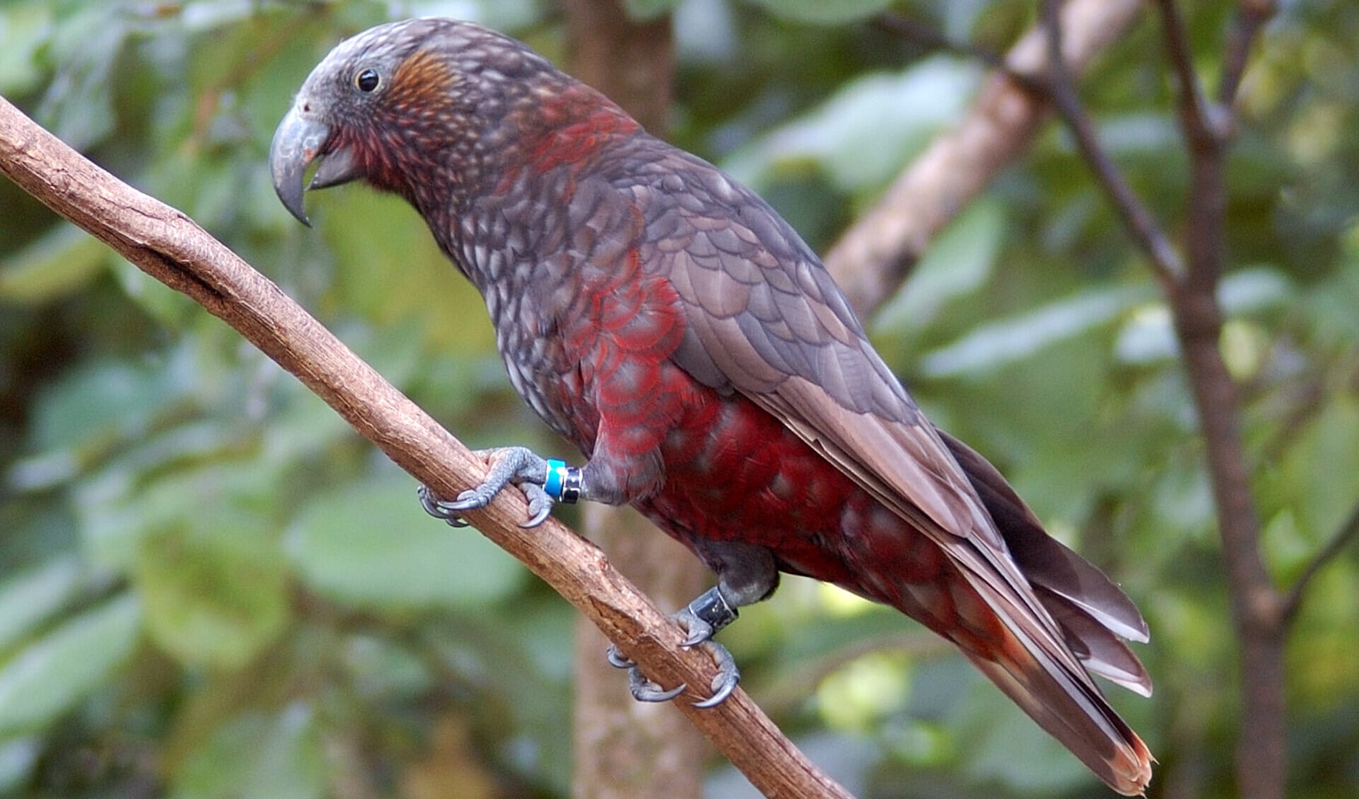 New Zealand kaka facts, distribution & population BioDB